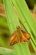 Large Skipper butterfly wings open {Ochlodes sylvanus} Bristol, UK