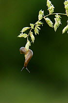 Large Black Slug {Arion ater} attached to grass by slime, Bristol, UK