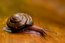 Land Snail on wood, California, USA