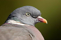 Wood pigeon {Columba palumbus} portrait, UK