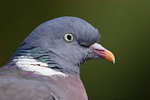 Wood pigeon {Columba palumbus} portrait, UK