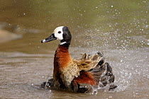 White-faced Whistling Duck / White-faced tree duck {Dendrocygna viduata} bathing, captive, Slimbridge WWT, UK
