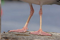 Close up of legs and webbed feet of Herring Gull {Larus argentatus} California, USA