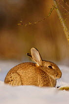 European Rabbit {Oryctolagus cuniculus} in snow, Essex, UK