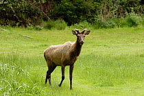 Roosevelt Elk {Cervus elaphus roosevelti} Redwood NP, California, USA