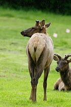 Rear view of Roosevelt Elk {Cervus elaphus roosevelti} showing markings, Redwood NP, California, USA