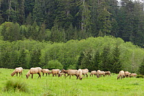Roosevelt Elk herd grazing in meadow {Cervus elaphus roosevelti} Redwood NP, California, USA
