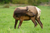 Roosevelt Elk grooming, showing rear markings {Cervus elaphus roosevelti} Redwood NP, California, USA