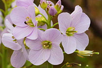 Lady's Smock / Cuckoo Flower {Cardamine pratensis} UK