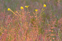 Meadow buttercup {Ranunculus acris} backlit amongst grasses in meadow, UK