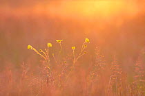 Meadow buttercup {Ranunculus acris} backlit amongst grasses in meadow at dawn, UK