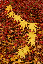Yellow maple leaves in autumn {Acer sp} Westonbirt Arboretum, UK