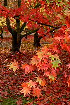 Maple leaves in autumn {Acer sp} Westonbirt Arboretum, UK