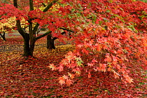 Maple leaves in autumn {Acer sp} Westonbirt Arboretum, UK