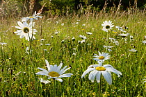 Ox-eye daisy flowers in meadow {Leucanthemum vulgare} Bristol, UK