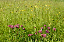 Red Clover {Trifolium pratense} flowers in meadow Bristol, UK