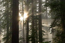 Coastal Giant Redwood forest {Sequoia sempervirens} in fog, trees get their water from the fog, Redwood NP, California, USA