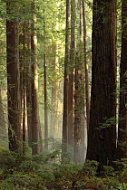 Coastal Giant Redwood trees {Sequoia sempervirens} California, USA