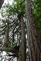 Coastal Giant Redwood tree {Sequoia sempervirens} which has sprouted a second trunk,  Redwood NP, California, USA