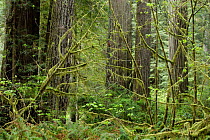 Coastal Giant Redwood forest {Sequoia sempervirens} with moss covered twigs in foreground, Prairie Creek Redwoods State Park, California, USA