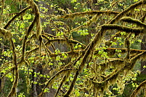 Old branches covered in moss, Coast Giant redwood forest, Prairie Creek Redwoods State Park, California, USA
