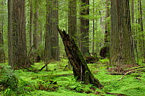 Coastal Giant Redwood forest {Sequoia sempervirens} with Redwood sorrel {Oxalis oregana} and ferns, Humboldt Redwoods State Park, California, USA