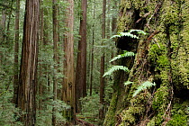 Coastal Giant Redwood forest {Sequoia sempervirens} and ferns, Avenue of the Giants, Humboldt Redwoods State Park, California, USA