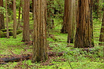 Coastal Giant Redwood forest {Sequoia sempervirens} with Redwood sorrel {Oxalis oregana} Avenue of the Giants, Humboldt Redwoods State Park, California, USA