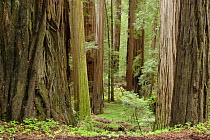 Coastal Giant Redwood forest {Sequoia sempervirens} Avenue of the Giants, Humboldt Redwoods State Park, California, USA