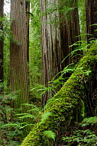 Coastal Giant Redwood forest {Sequoia sempervirens} with moss covered fallen trunk in foreground, Avenue of the Giants, Humboldt Redwoods State Park, California, USA