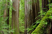 Coastal Giant Redwood forest {Sequoia sempervirens} with moss covered fallen trunk in foreground, Avenue of the Giants, Humboldt Redwoods State Park, California, USA