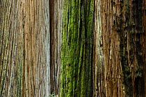 Coastal Giant Redwood tree trunks bark study{Sequoia sempervirens} Prairie Creek Redwoods State Park, California, USA