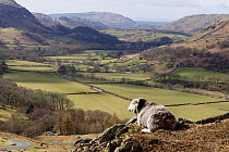 Herdwick sheep, upland breed of Domestic sheep, near Hard Knott Pass, Cumbria , UK