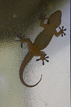 Silhouette of Moorish Gecko {Tarentola mauritanica} on frosted glass of outdoor lamp, Spain