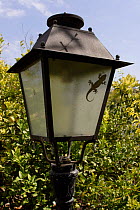 Silhouette of Moorish Gecko {Tarentola mauritanica} on glass of outdoor lamp, Spain