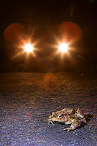Common European Toad {Bufo bufo} on road with car headlights (many toads have to cross roads when they migrate to their breeding ponds and are run over) Somerset, UK