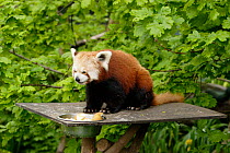Red panda {Ailurus fulgens} on feeding table, Bristol Zoo, UK