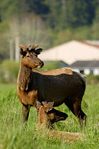Roosevelt Elk {Cervus elaphus roosevelti} Redwood NP, California , USA