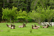 Roosevelt Elk {Cervus elaphus roosevelti} herd resting near garden fence on forest edge, Redwood NP, California, USA