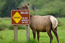 Roosevelt Elk {Cervus elaphus roosevelti} beside warning sign, Redwood NP, California, USA