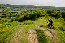 Mountain biker descending hill, Cam Peak, Gloucestershire, UK