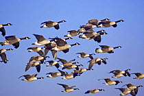 Flock of Canada Goose {Branta canadensis} in flight, Gloucestershire, UK.