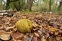 Common Earthball {Scleroderma citrinum} in woodland, Arne RSPB Reserve, Dorset, UK.