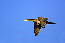 Cormorant {Phalacrocorax carbo} In flight, Gloucestershire, UK.