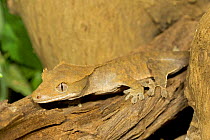 Crested Gecko {Rhacodactylus ciliatus}