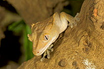 Crested Gecko {Rhacodactylus ciliatus} captive