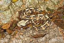 Gaboon Viper {Bitis gabonica} amongst dried leaves, captive.