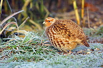 Grey Partridge {Perdix perdix} profile on frosty grassland, Wiltshire, UK.