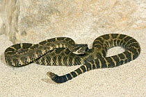 Northern Pacific Rattlesnake {Crotalus viridis oreganus} Captive