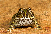 Chacoan / Ornate Horned Frog {Ceratophrys cranwelli} Captive